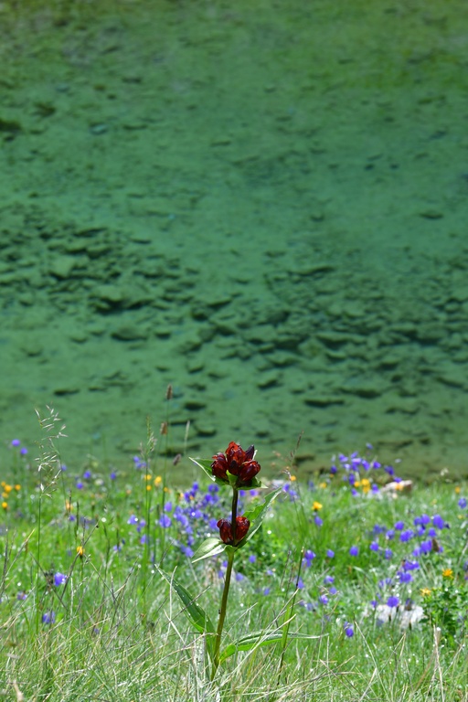 2019-08 Savoie/La Tuile/DSC_1230.JPG